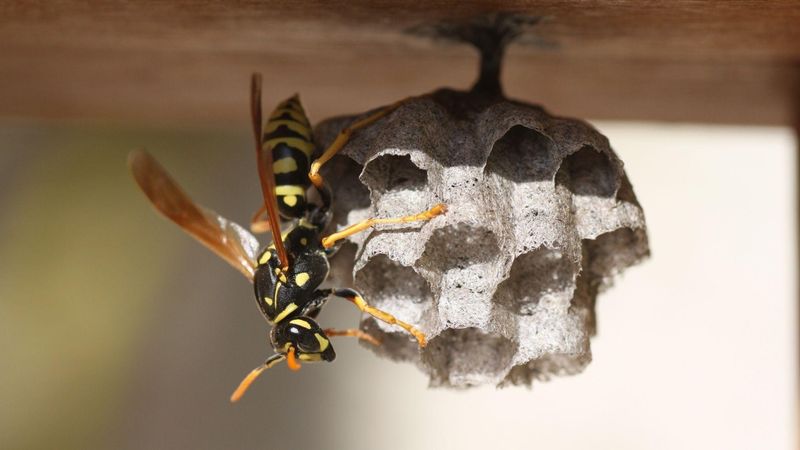 Choose safe treatment and know when a sting requires emergency care
