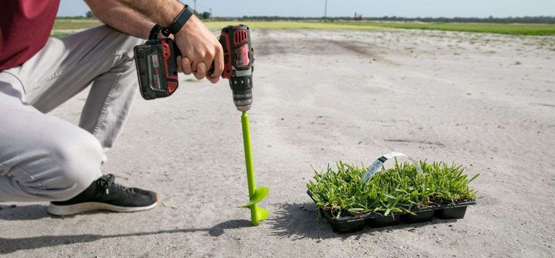 Choose seed, plugs, sprigs, or sod