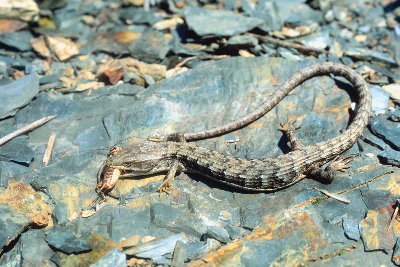 Choose selective habitat, not a promise of snail control Choose selective habitat, not a promise of snail control