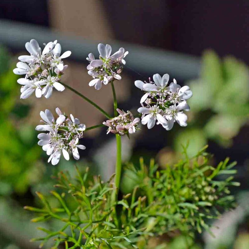 Choose slower-bolting cultivars and use the flowers Choose slower-bolting cultivars and use the flowers
