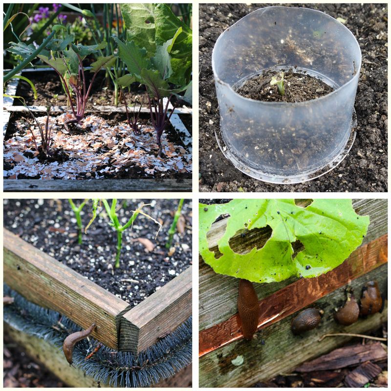 Choose slug bait by its label and its risk profile