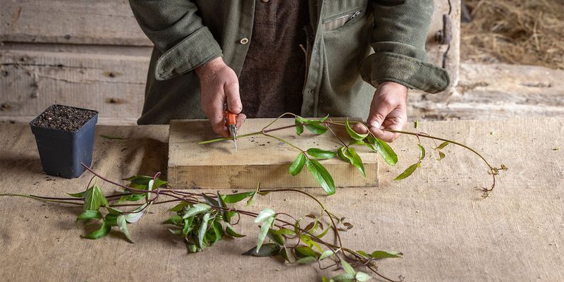 Choose stems that are firming, not floppy