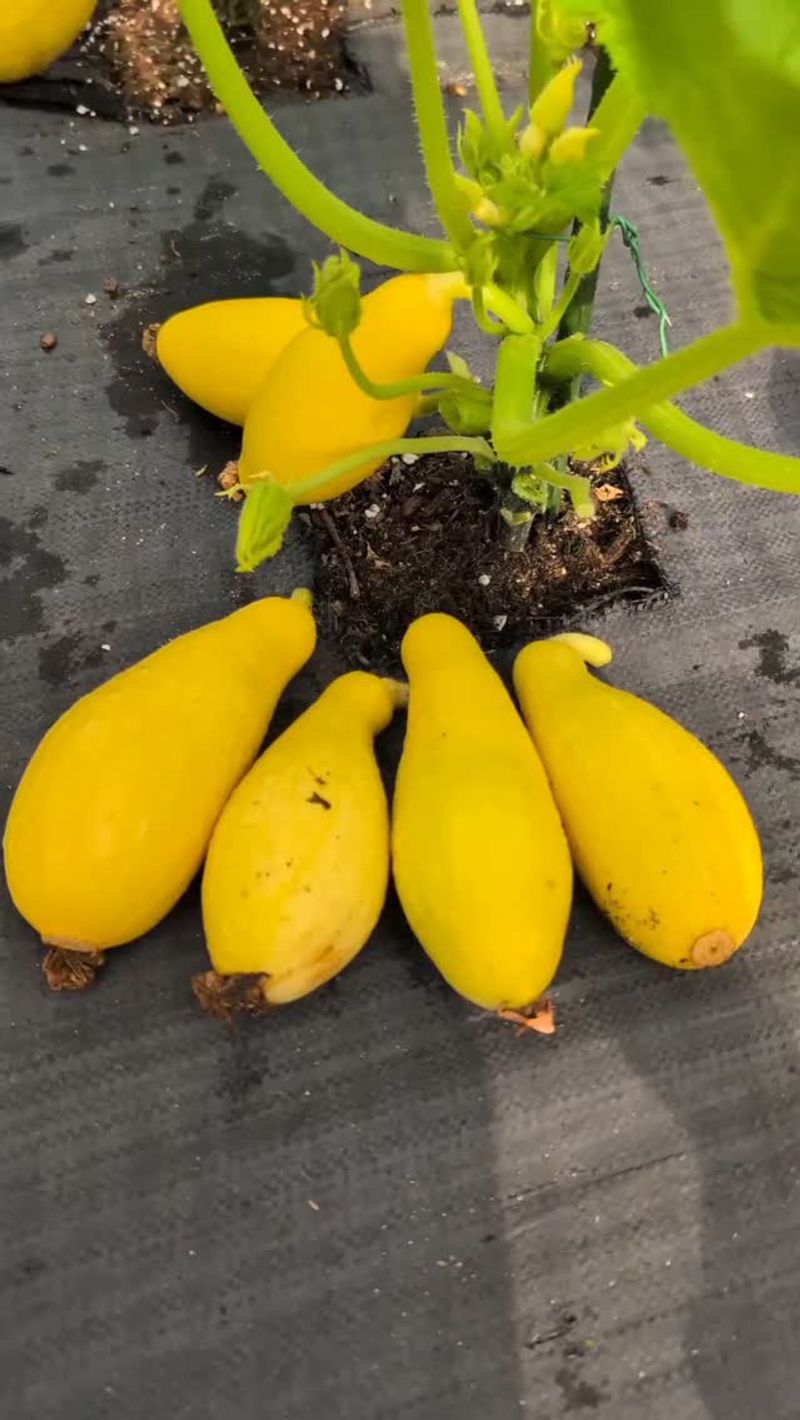 Choose summer squash for the best chance at a late harvest