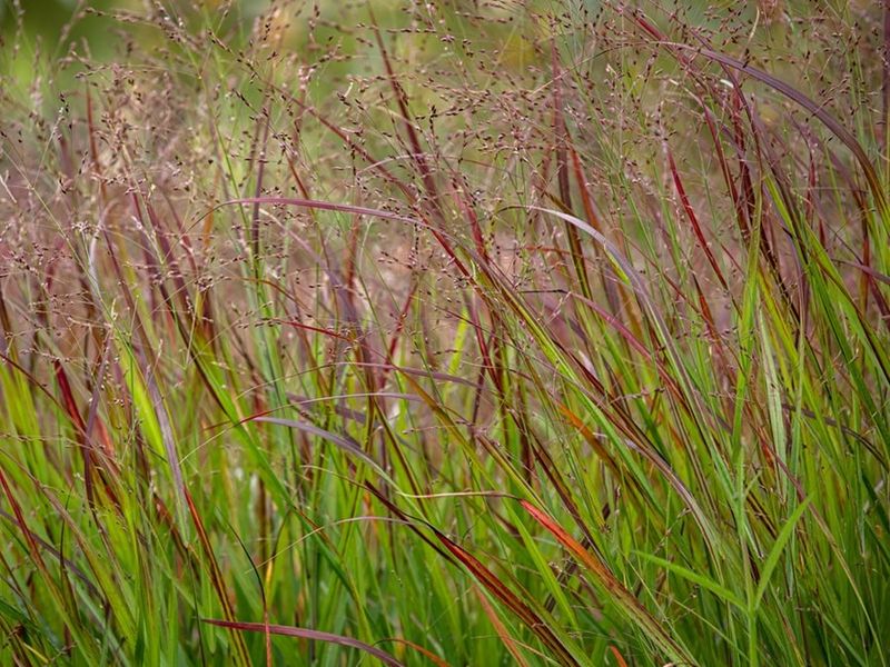 Choose switchgrass for the site and the look you want