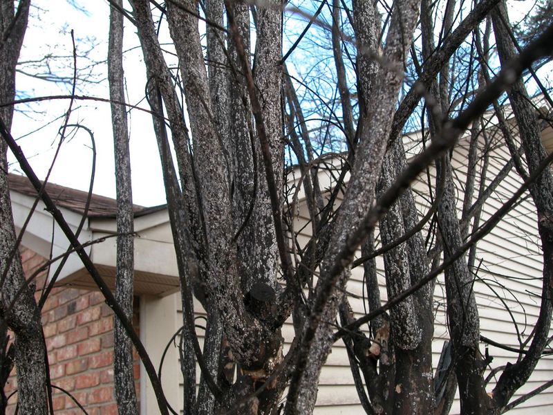 Choose targeted cleanup over an invented winter chore