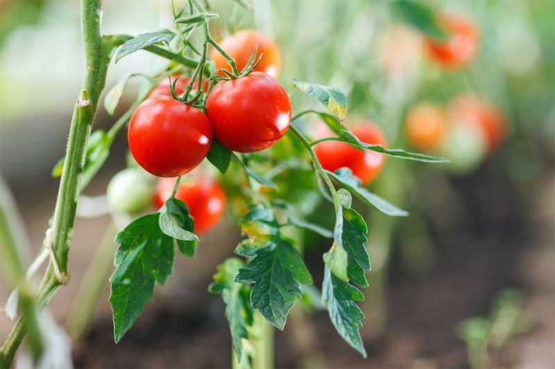 Choose the Next Crop for Your Region