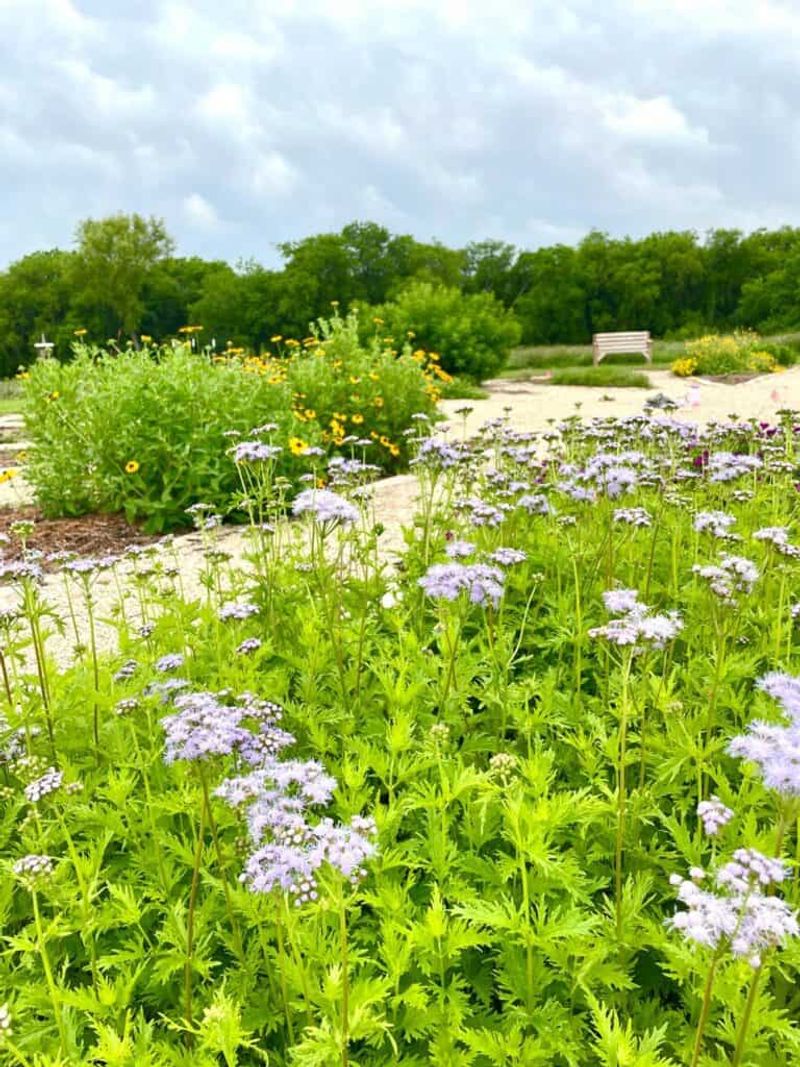 Choose the Right Spot in a Texas Yard