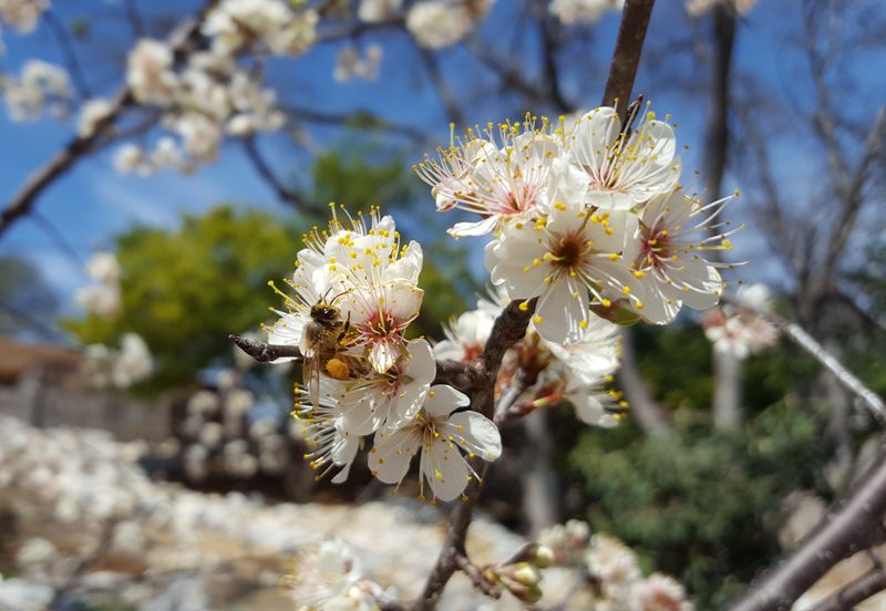 Choose the broader resource mix, not a perfect crape myrtle duplicate