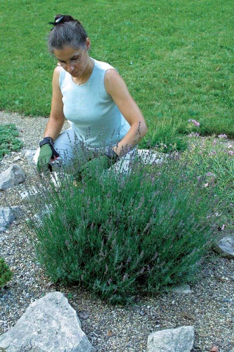 Choose the corrective-pruning window for your region Choose the corrective-pruning window for your region