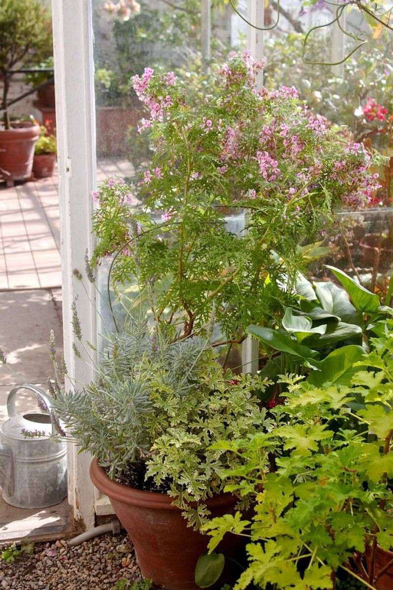 Choose the plant for the garden, not for protection Choose the plant for the garden, not for protection