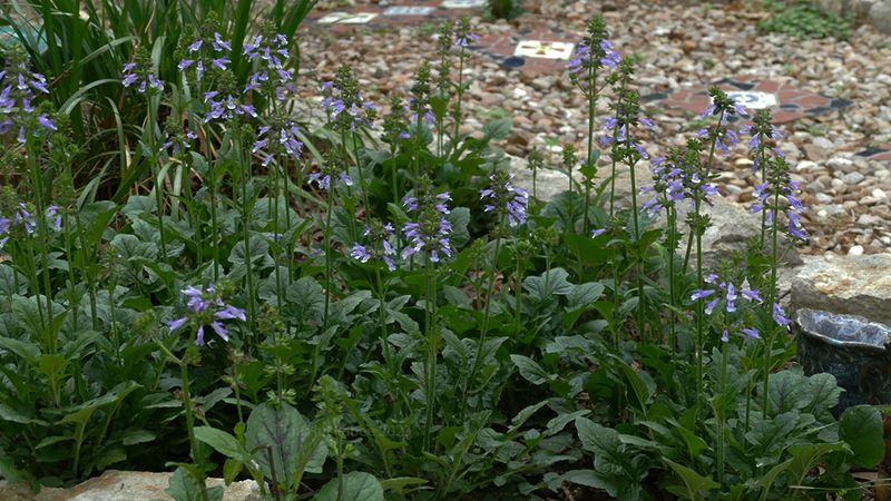 Choose the right Salvia before you plant