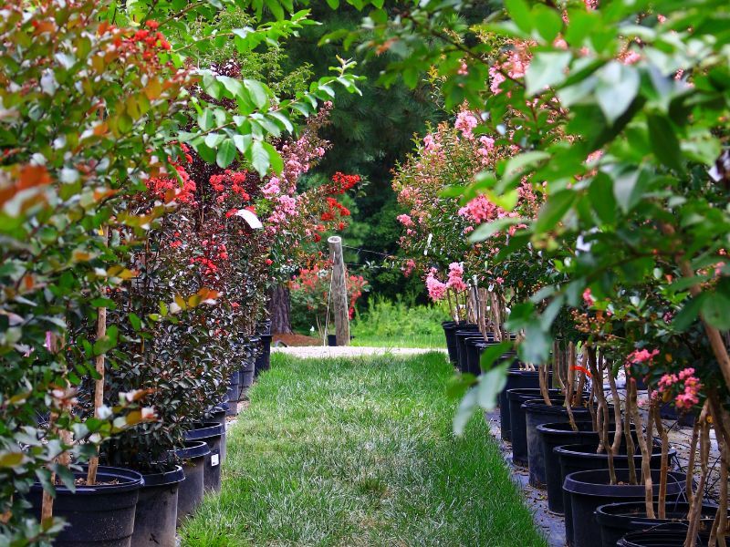 Choose the right-sized cultivar instead of planning to top it