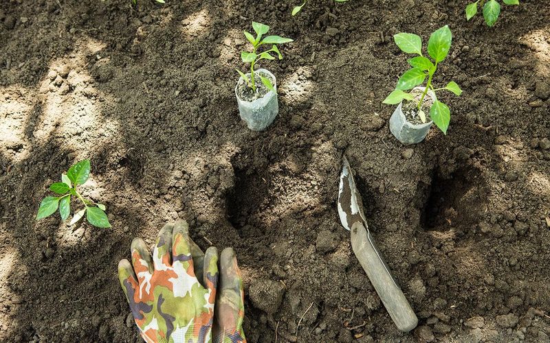 Choose the site before the plant leaves the pot Choose the site before the plant leaves the pot