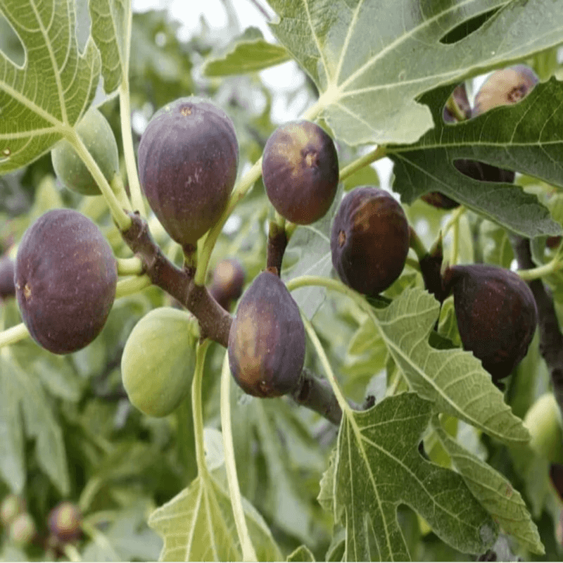 Choose the verified common fig behind the long-season promise
