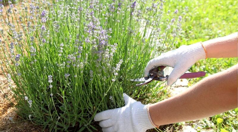 Choose timing by flowering and weather, not by the calendar