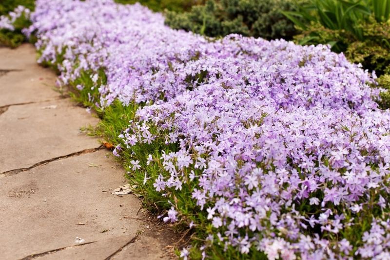 Choose trailing phlox for a lower-maintenance walkway edge