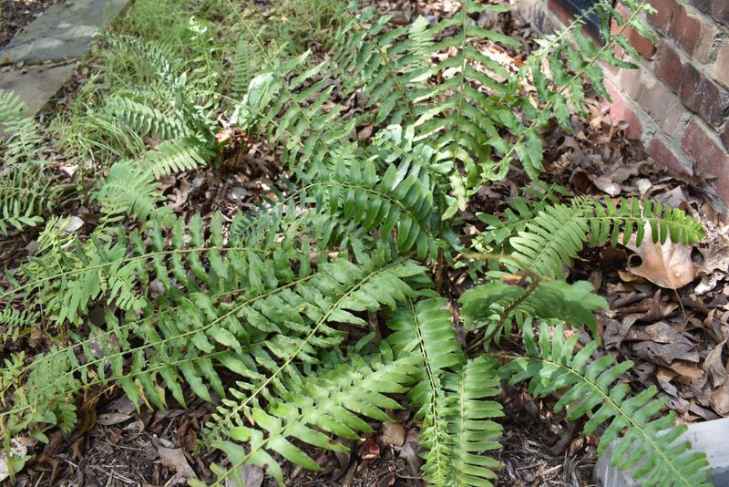 Christmas Fern