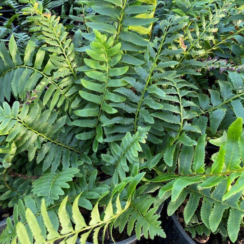 Christmas Fern (Polystichum acrostichoides)