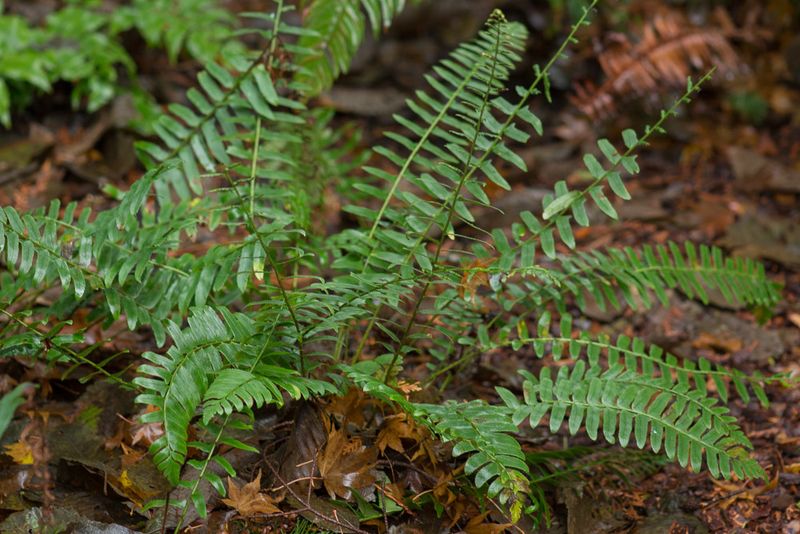 Christmas Fern