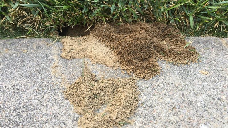 Cicada Killer Wasps Excavating Mini Burrows Cicada Killer Wasps Excavating Mini Burrows
