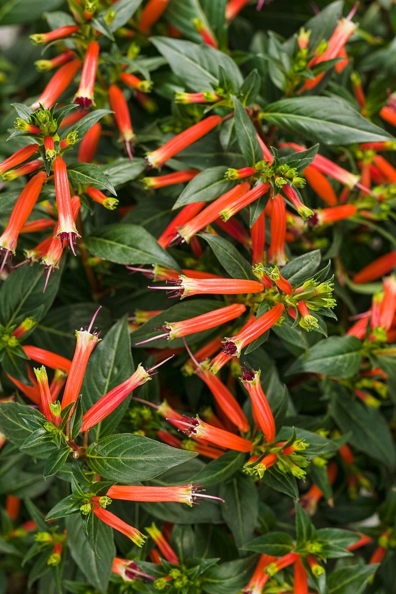 Cigar Plant