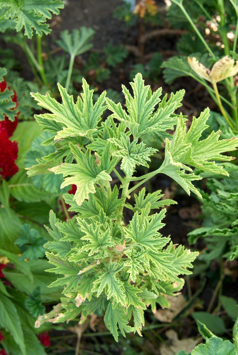 Citronella Geranium