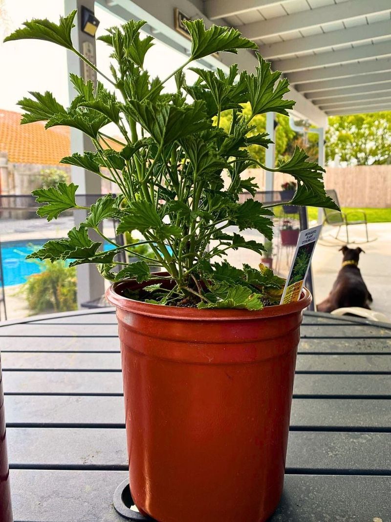 Citronella Grass