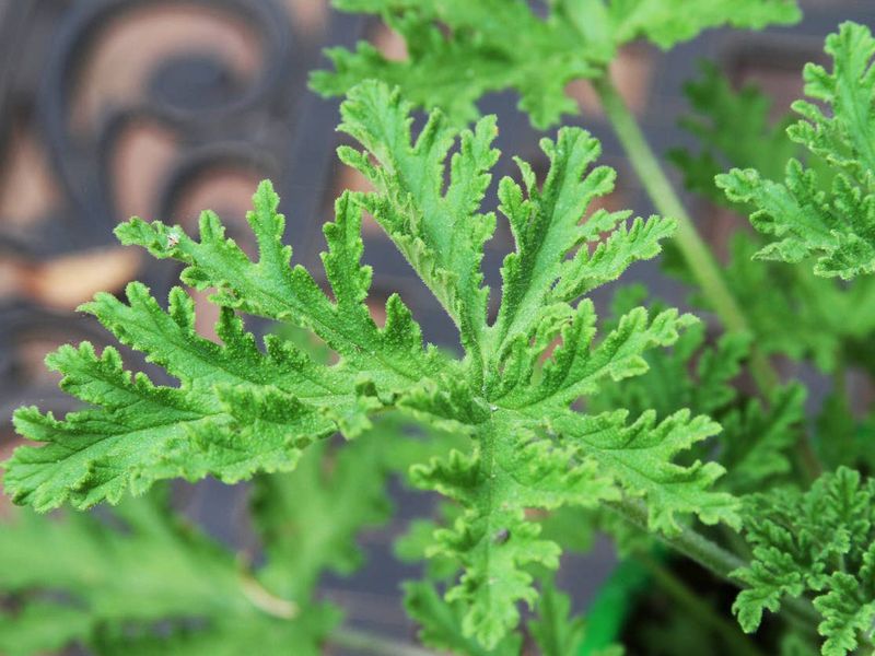 Citronella oil and a potted plant are different claims Citronella oil and a potted plant are different claims