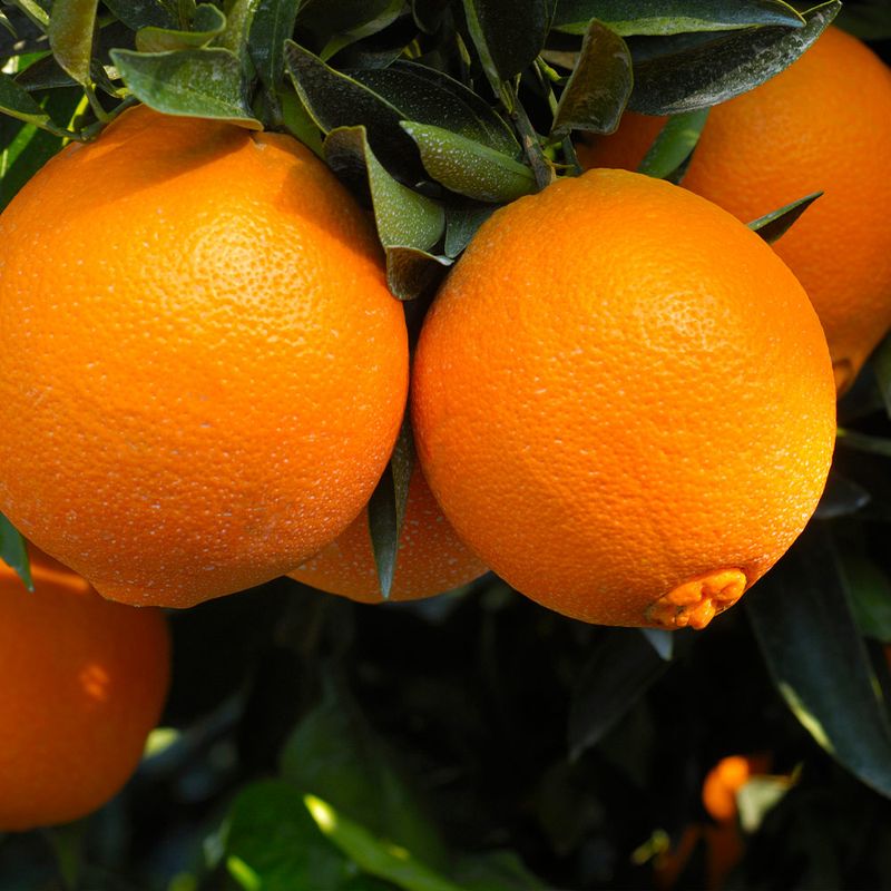 Citrus Trees