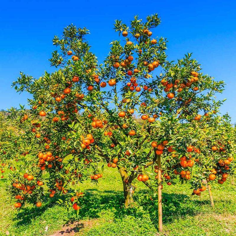 Citrus Trees (Fertilize with Care)