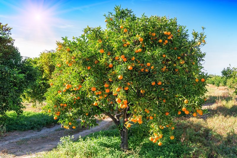 Citrus Trees (In Quarantine Zones) Citrus Trees (In Quarantine Zones)