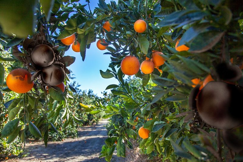 Citrus Trees (Under Quarantine)