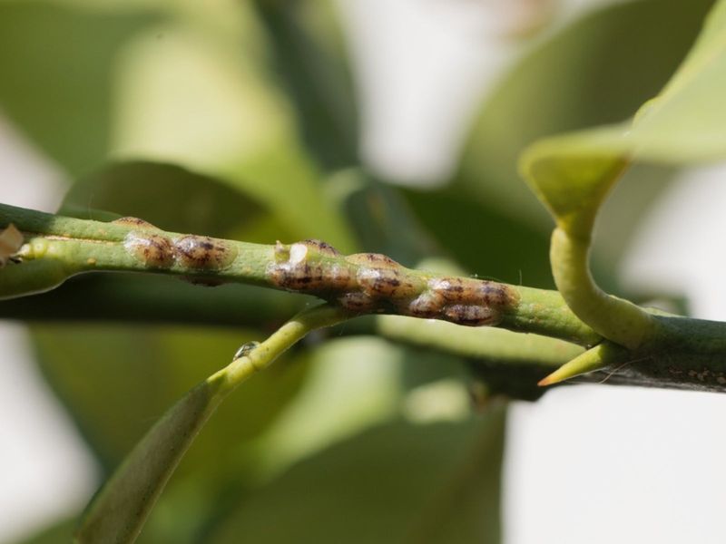 Citrus Trees in Pots