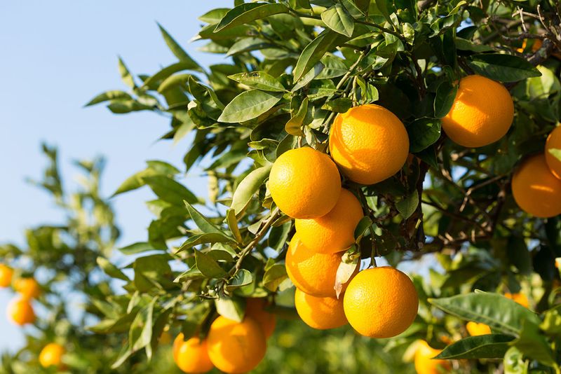 Citrus Trees Citrus Trees