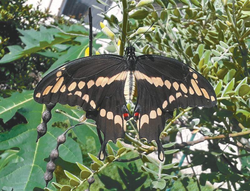 Citrus and wild lime for giant swallowtails Citrus and wild lime for giant swallowtails