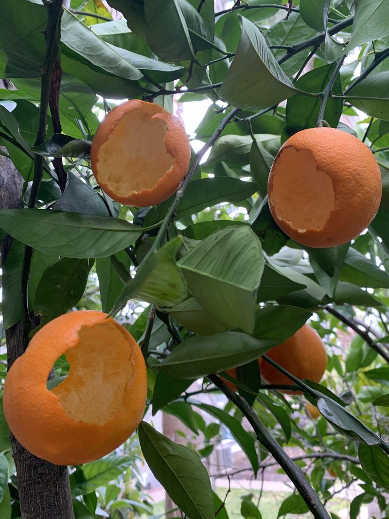 Citrus is a well-documented target, not a universal first choice