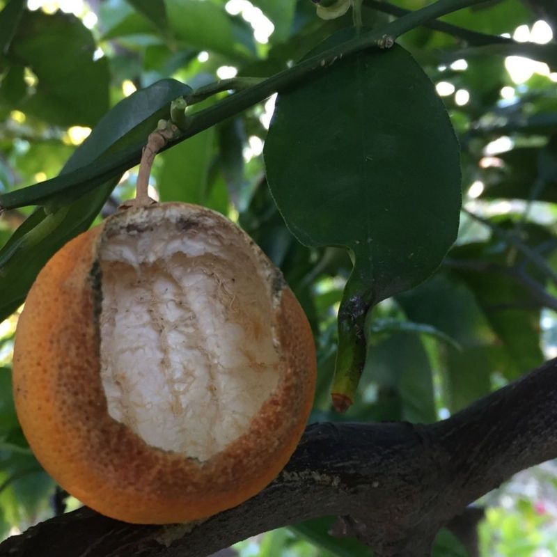 Citrus is the strongest answer—but not a universal rule