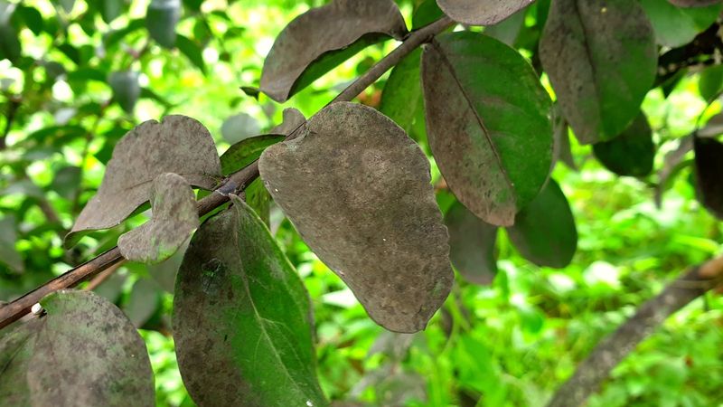 Clean the soot after honeydew production declines