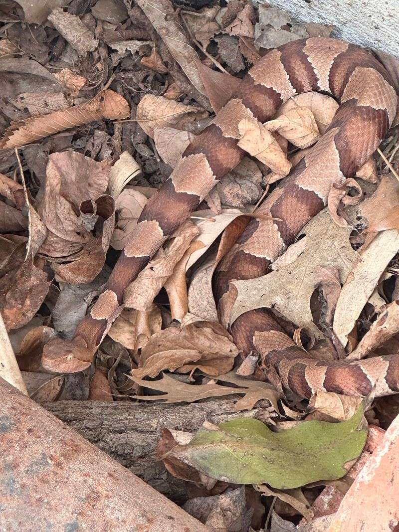 Cleanup can expose a snake that was already concealed