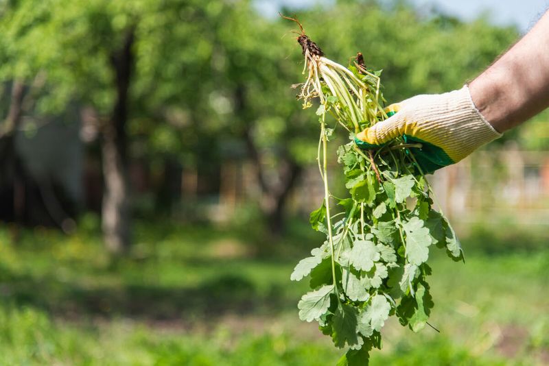 Clear existing weeds before you add fresh straw