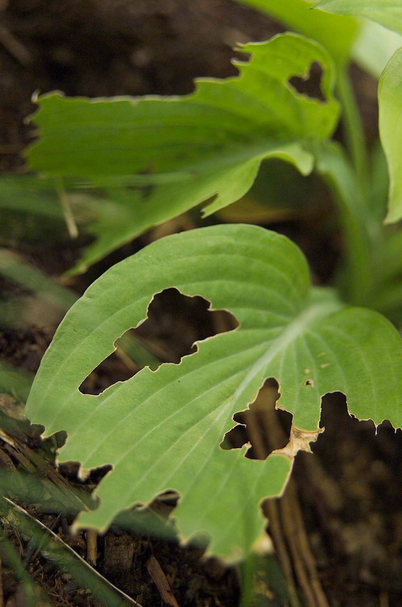 Clear out slug shelters and check for pests