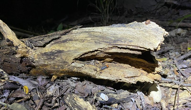 Clearing Every Fallen Branch and Log