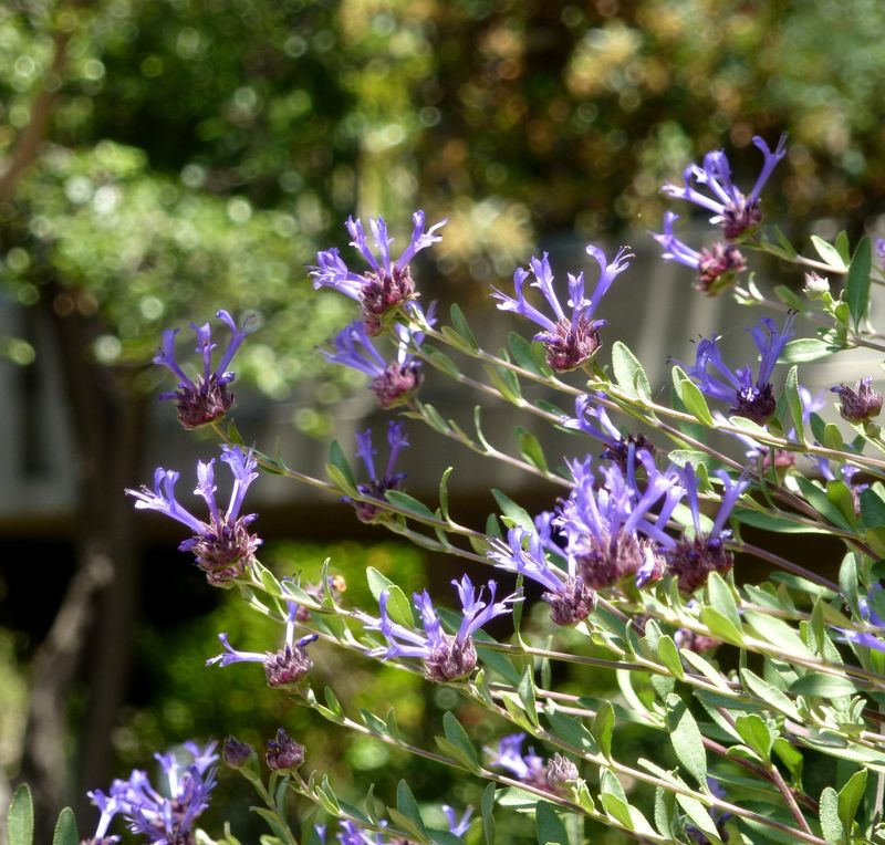 Cleveland Sage (Salvia clevelandii)