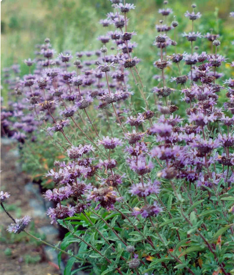 Cleveland Sage (Salvia clevelandii)