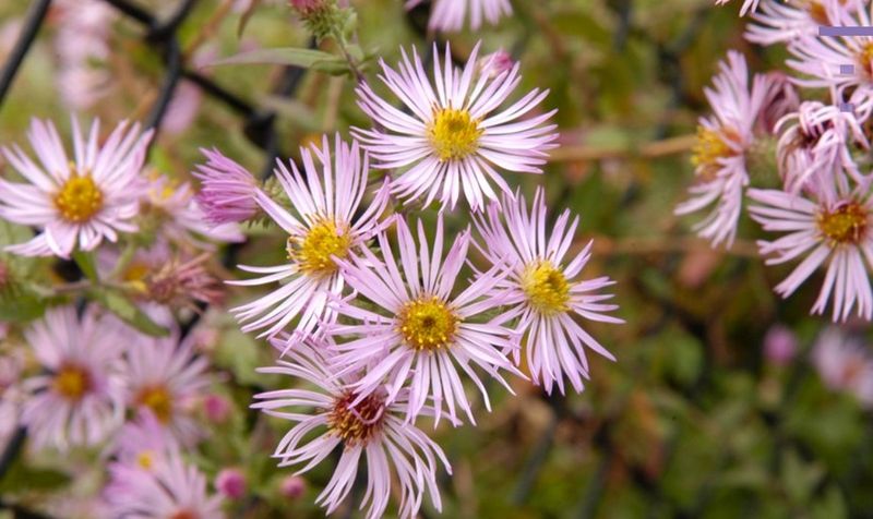 Climbing Aster Climbing Aster