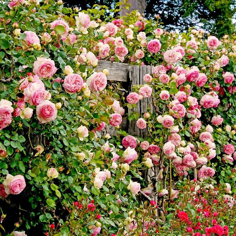 Climbing Roses