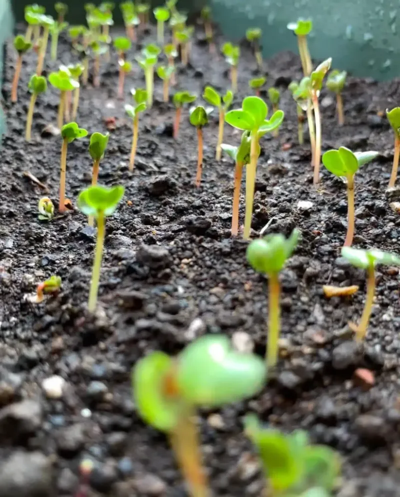 Close spacing can limit individual root development