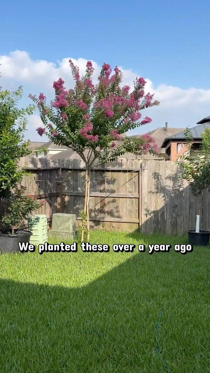 Closer spacing works when the design calls for a hedge or mass