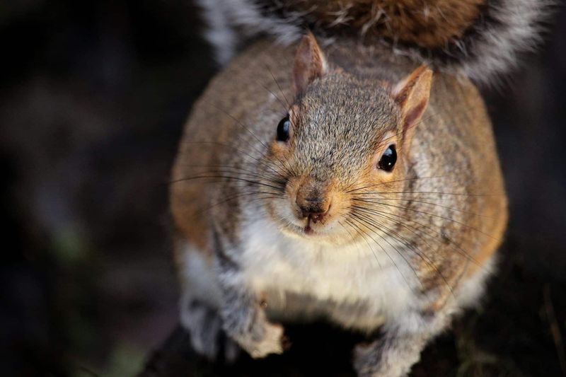 Clove oil