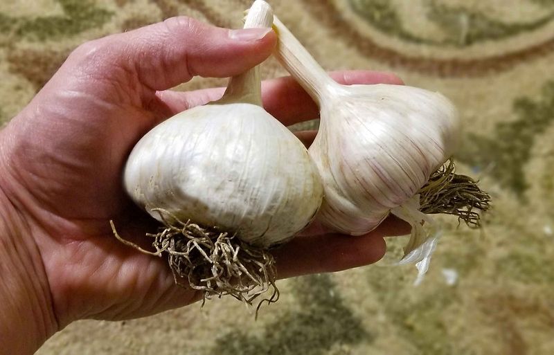 Clove size improves the odds of a larger bulb
